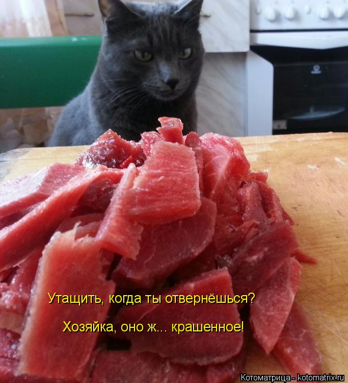Хозяйка, оно ж... крашенное! Утащить, когда ты отвернёшься?... Котоматрица: Хозяйка, оно ж... крашенное! Утащить, когда ты отвернёшься?