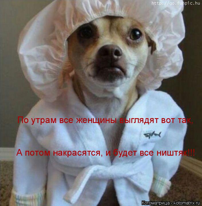 Котоматрица: По утрам все женщины выглядят вот так, А потом накрасятся, и будет все ништяк!!!