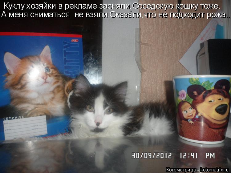 Котоматрица: Куклу хозяйки в рекламе засняли.Соседскую кошку тоже. А меня сниматься  не взяли.Сказали,что не подходит рожа...