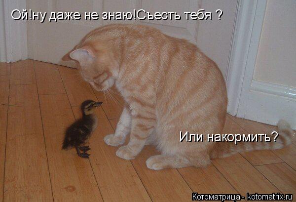 Котоматрица: Ой!ну даже не знаю!Съесть тебя ? Или накормить?