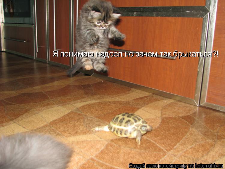 Я понимаю надоел,но зачем так брыкаться?!... Котоматрица: Я понимаю надоел,но зачем так брыкаться?!