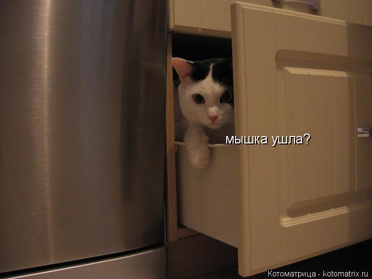 Котоматрица: мышка ушла?