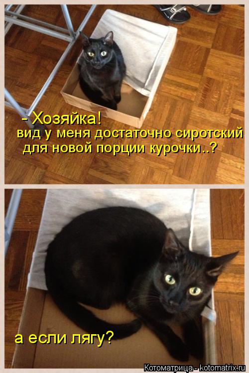 Котоматрица: - Хозяйка! вид у меня достаточно сиротский для новой порции курочки..? а если лягу?