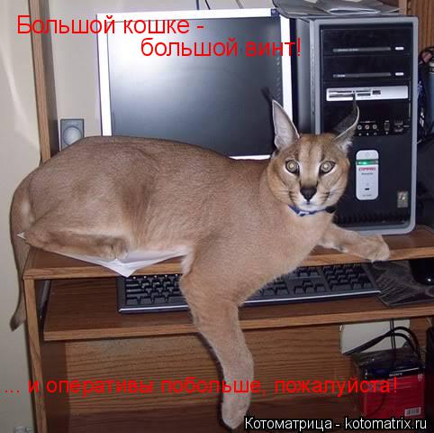 Большой кошке - большой винт! ... и оперативы побольше, пожалуйста!... Котоматрица: Большой кошке - большой винт! ... и оперативы побольше, пожалуйста!