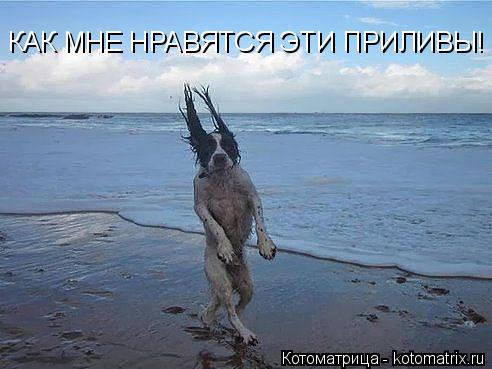Котоматрица: КАК МНЕ НРАВЯТСЯ ЭТИ ПРИЛИВЫ!