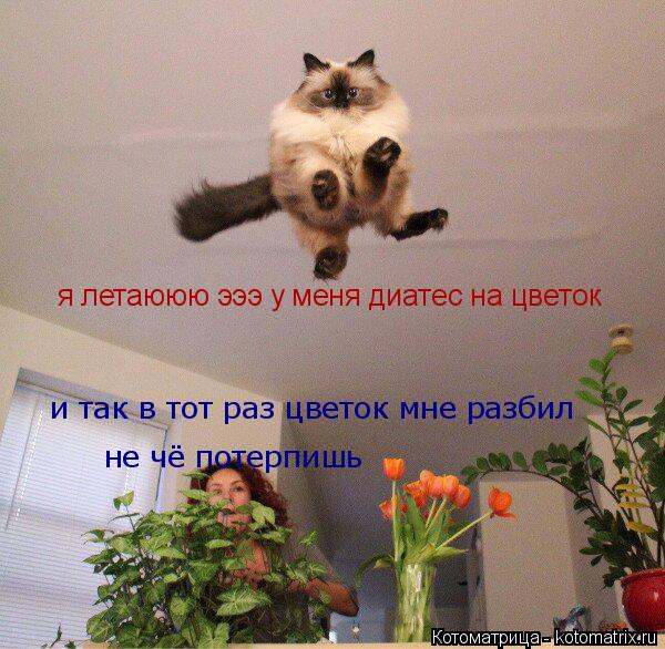 Котоматрица: я летаююю эээ у меня диатес на цветок не чё потерпишь и так в тот раз цветок мне разбил