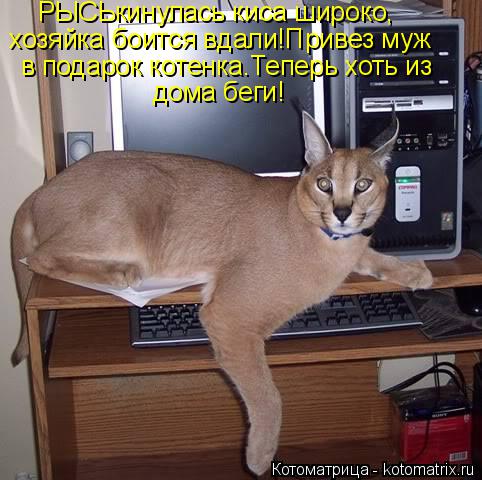 РЫСЬкинулась киса широко, хозяйка боится вдали!Привез муж в подарок котенка.Теперь хоть из дома беги!... Котоматрица: РЫСЬкинулась киса широко, хозяйка боится вдали!Привез муж в подарок котенка.Теперь хоть из дома беги!