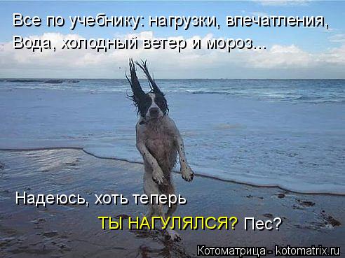 Котоматрица: Все по учебнику: нагрузки, впечатления, Вода, холодный ветер и мороз... Надеюсь, хоть теперь ТЫ НАГУЛЯЛСЯ? Пес?