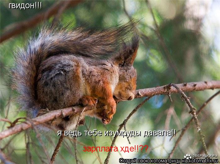 я ведь тебе изумруды давала!! гвидон!!! зарплата хде!!??... Котоматрица: я ведь тебе изумруды давала!! гвидон!!! зарплата хде!!??