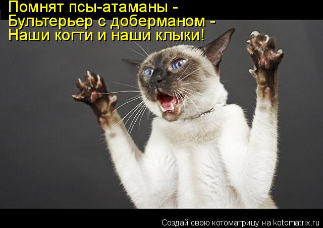 Котоматрица: Бультерьер с доберманом - Помнят псы-атаманы - Наши когти и наши клыки!