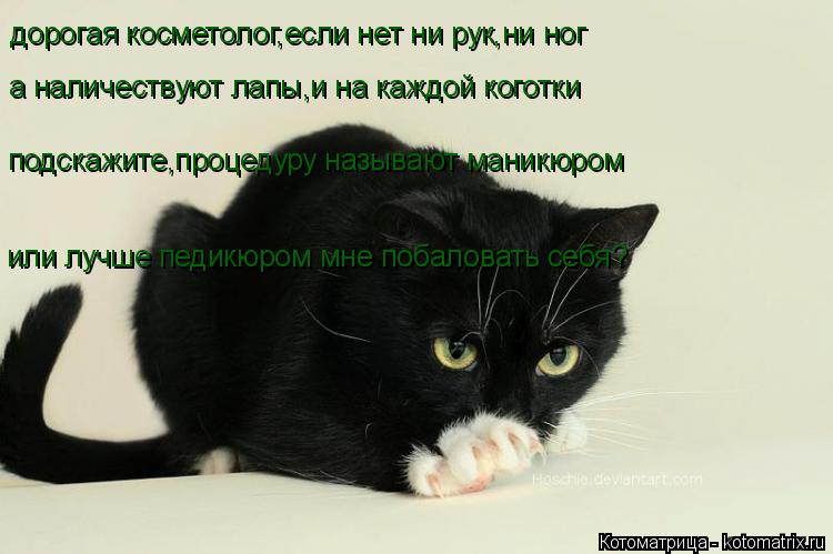 дорогая косметолог,если нет ни рук,ни ног а наличествуют лапы,и на каждой коготки подскажите,процедур... Котоматрица: дорогая косметолог,если нет ни рук,ни ног а наличествуют лапы,и на каждой коготки подскажите,процедуру называют маникюром или лучше педикю