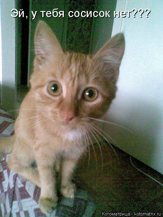 Эй, у тебя сосисок нет???... Котоматрица: Эй, у тебя сосисок нет???