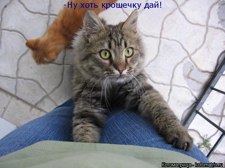 Котоматрица: -Ну хоть крошечку дай!