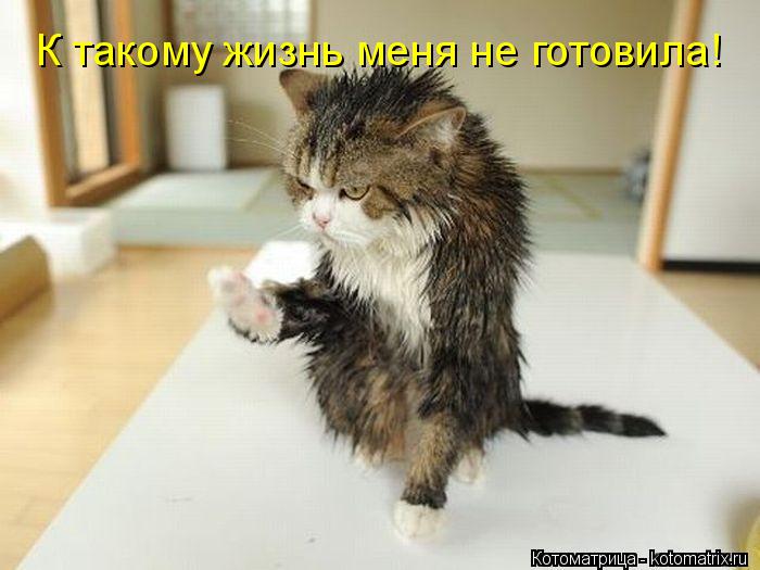 Котоматрица: К такому жизнь меня не готовила!