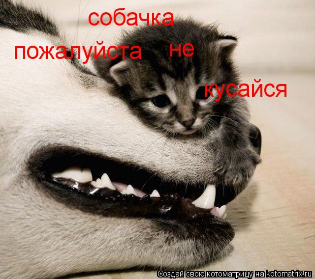 Котоматрица: собачка пожалуйста не кусайся