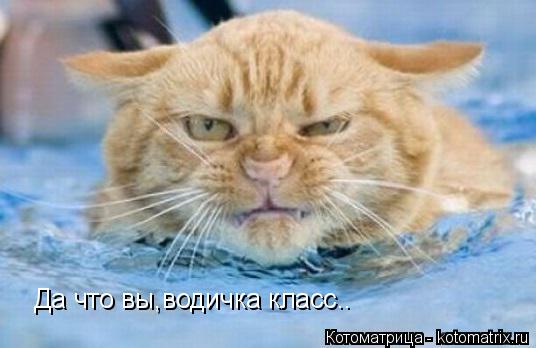Котоматрица: Да что вы,водичка класс..