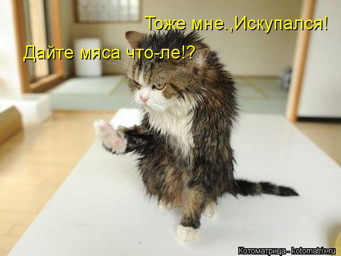 Котоматрица: Тоже мне.,Искупался! Дайте мяса что-ле!?