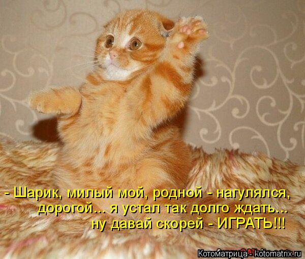 Котоматрица: - Шарик, милый мой, родной - нагулялся, дорогой... я устал так долго ждать... ну давай скорей - ИГРАТЬ!!!