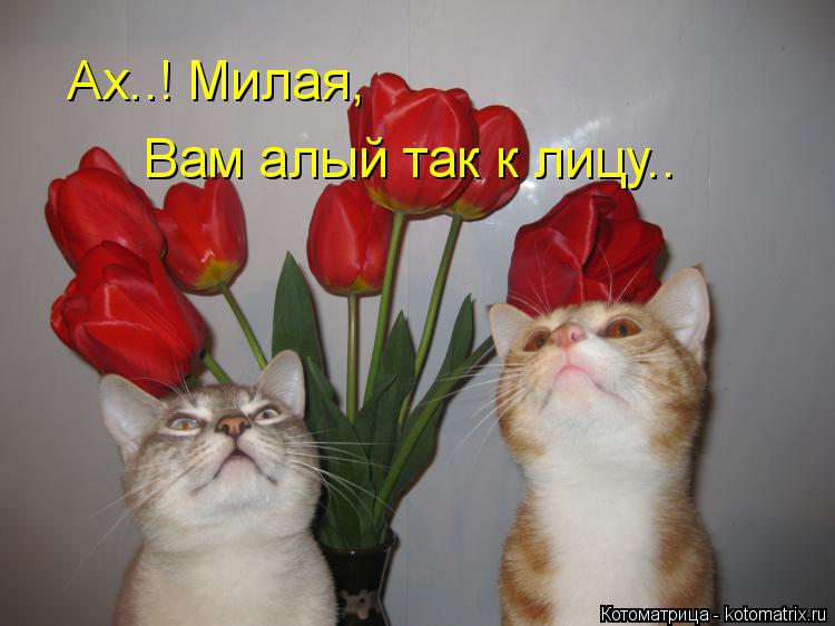 Ах..! Милая, Вам алый так к лицу..... Котоматрица: Ах..! Милая, Вам алый так к лицу..