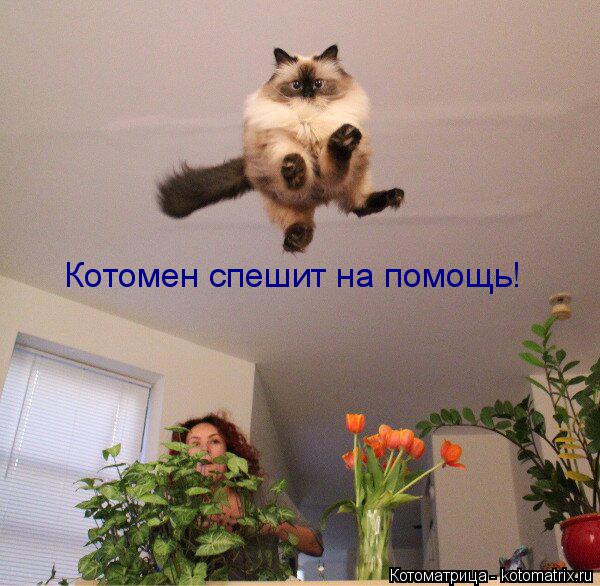 Котомен спешит на помощь!... Котоматрица: Котомен спешит на помощь!