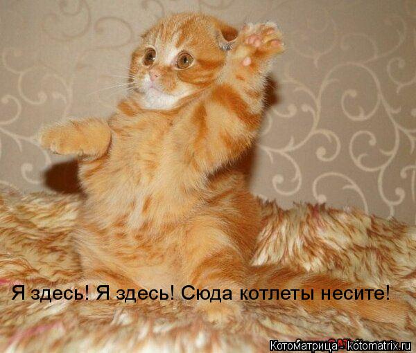 Котоматрица: Я здесь! Я здесь! Сюда котлеты несите!