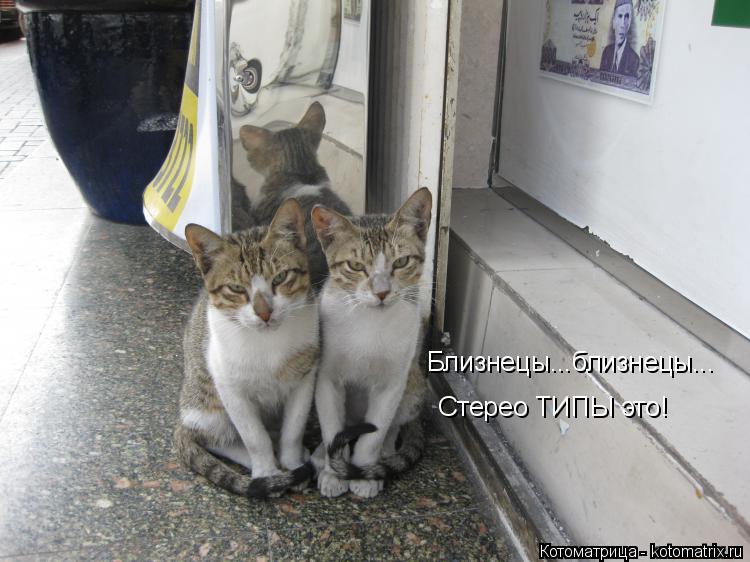 Близнецы...близнецы... Стерео ТИПЫ это!... Котоматрица: Близнецы...близнецы... Стерео ТИПЫ это!