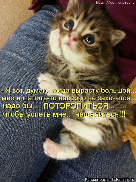 Котоматрица: - Я вот, думаю: когда вырасту большой... мне и шалить-то наверно не захочется... надо бы...  ПОТОРОПИТЬСЯ... чтобы успеть мне... нашалиться!!! ПОТОРО