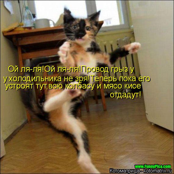 Котоматрица: Ой ля-ля!Ой ля-ля!Провод грыз у  у холодильника не зря!Теперь пока его устроят тут,всю колбасу и мясо кисе  отдадут!