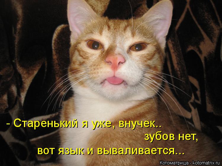 - Старенький я уже, внучек.. зубов нет, вот язык и вываливается...... Котоматрица: - Старенький я уже, внучек.. зубов нет, вот язык и вываливается...