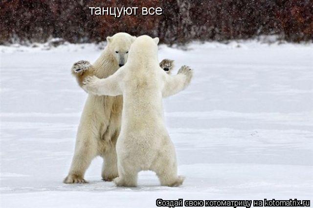 Котоматрица: танцуют все