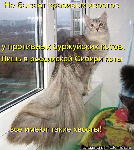 Не бывает красивых хвостов у противных буржуйских котов. Лишь в российской Сибири коты все имеют так... Котоматрица: Не бывает красивых хвостов у противных буржуйских котов. Лишь в российской Сибири коты все имеют такие хвосты!