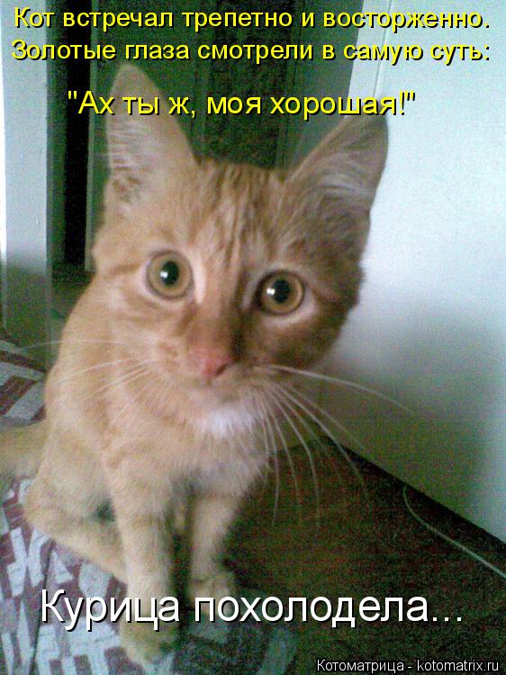 "Ах ты ж, моя хорошая!" Кот встречал трепетно и восторженно. Золотые глаза смотрели в самую суть: Кур... Котоматрица: "Ах ты ж, моя хорошая!" Кот встречал трепетно и восторженно. Золотые глаза смотрели в самую суть: Курица похолодела...