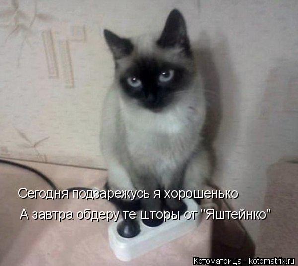 Котоматрица: Сегодня подзарежусь я хорошенько А завтра обдеру те шторы от "Яштейнко"