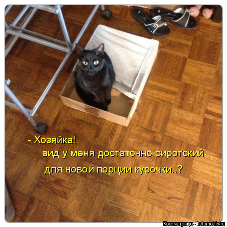Котоматрица: - Хозяйка! вид у меня достаточно сиротский для новой порции курочки..?
