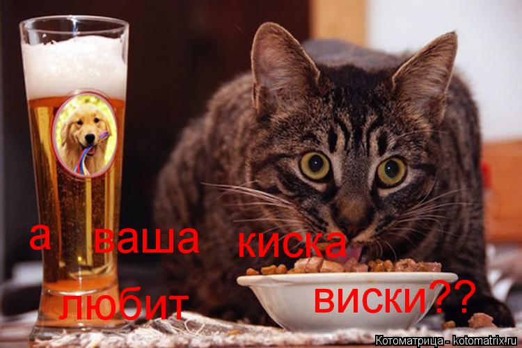 а ваша киска любит виски??... Котоматрица: а ваша киска любит виски??