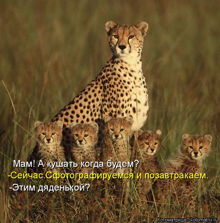 Котоматрица: Мам! А кушать когда будем? -Сейчас.Сфотографируемся и позавтракаем. -Этим дяденькой?