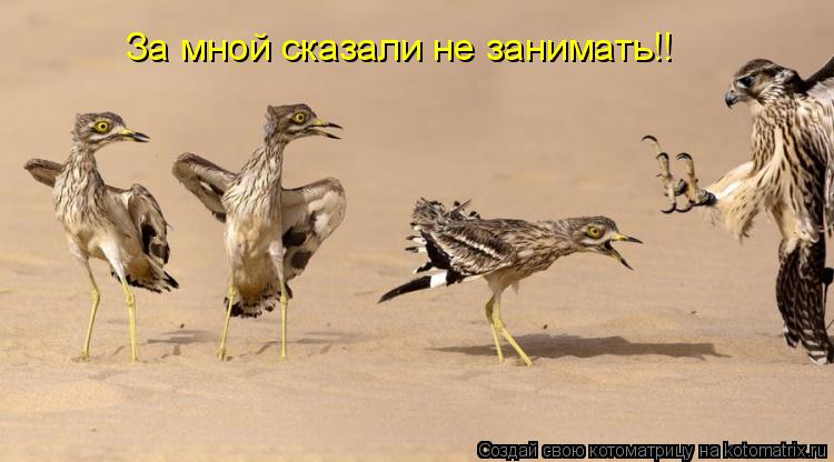 Котоматрица: За мной сказали не занимать!!