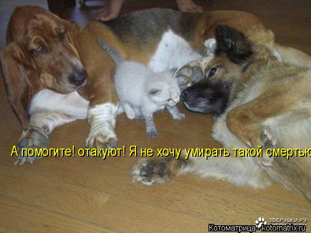 А помогите! отакуют! Я не хочу умирать такой смертью... Котоматрица: А помогите! отакуют! Я не хочу умирать такой смертью