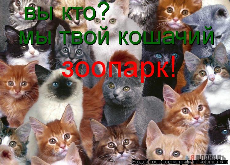 Котоматрица: вы кто? мы твой кошачий зоопарк!