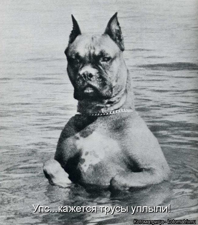 Котоматрица: Упс...кажется трусы уплыли!