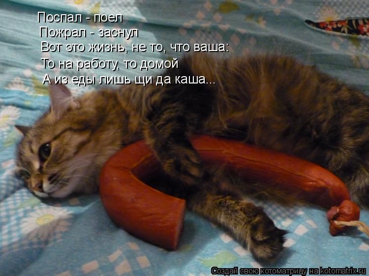 Котоматрица: Поспал - поел Пожрал - заснул Вот это жизнь, не то, что ваша: То на работу, то домой А из еды лишь щи да каша...