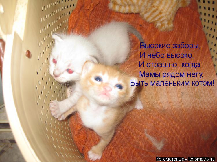Котоматрица: Высокие заборы, И небо высоко, И страшно, когда Мамы рядом нету, Быть маленьким котом!