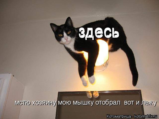Котоматрица: мстю хозяину мою мышку отобрал  вот и лежу здесь здесь здесь