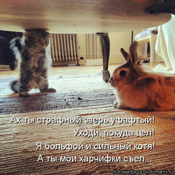 Котоматрица: Ах ты страфный зверь уфафтый! Уходи, покуда цел! Я больфой и сильный котя! А ты мои харчифки съел...