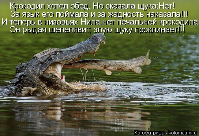 Котоматрица: За язык его поймала и за жадность наказала!!! И теперь в низовьях Нила,нет печальней крокодила. Крокодил хотел обед. Но сказала щука:Нет! Он р