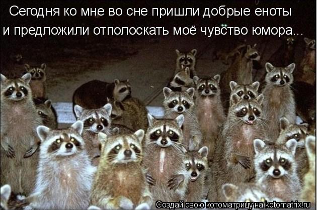 Сегодня ко мне во сне пришли добрые еноты и предложили отполоскать моё чувство юмора...... Котоматрица: Сегодня ко мне во сне пришли добрые еноты и предложили отполоскать моё чувство юмора...