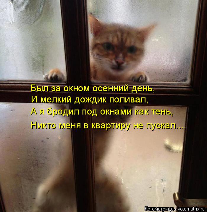 Котоматрица: Был за окном осенний день,  И мелкий дождик поливал, А я бродил под окнами как тень, Никто меня в квартиру не пускал....