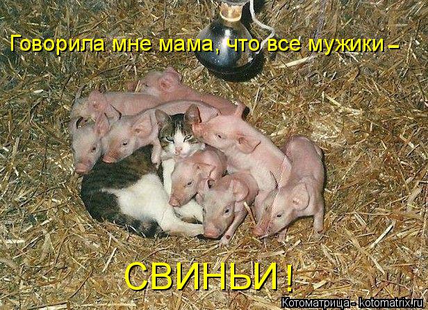 Говорила мне мама, что все мужики СВИНЬИ ! -... Котоматрица: Говорила мне мама, что все мужики СВИНЬИ ! -