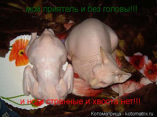 мой приятель и без головы!!! и ноги странные и хвоста нет!!!... Котоматрица: мой приятель и без головы!!! и ноги странные и хвоста нет!!!