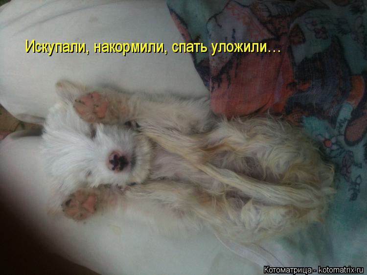 Котоматрица: Искупали, накормили, спать уложили…